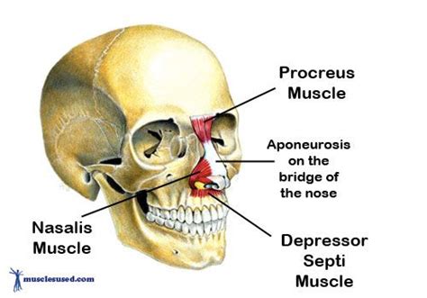 The Nasalis Muscle And The Depressor Septi Muscle Anatomy Head And