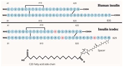 structural modifications  insulin icodec contributes