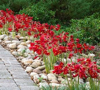 oxblood lily  display  brazilian eyes