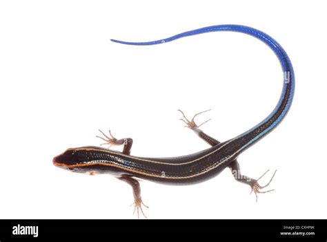 blue tail skink lizard Stock Photo - Alamy