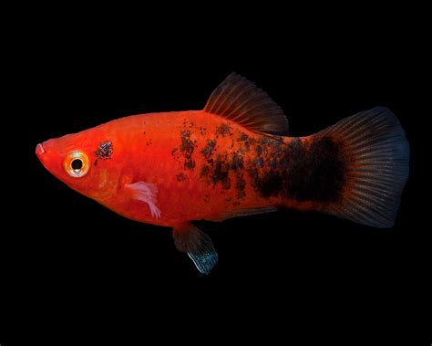 Xiphophorus Maculatus Red Tuxedo Aquaroom Aquarium Webshop