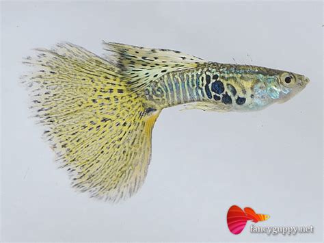 Albino Yellow King Cobra Guppy Fish Wei Fancy Guppy