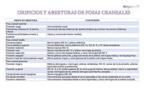 Orificios Y Aberturas De Fosas Craneales Margar Doc Udocz