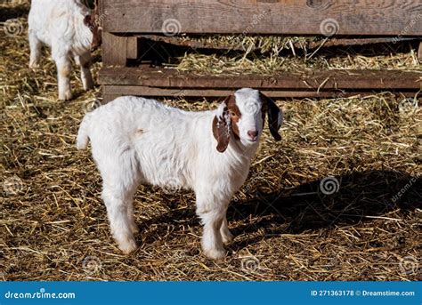 Baby Boer Goat Stock Photography | CartoonDealer.com #92532800