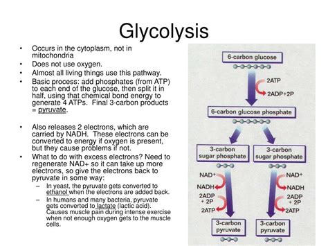 Ppt Energy In The Cell Powerpoint Presentation Free Download Id 219131