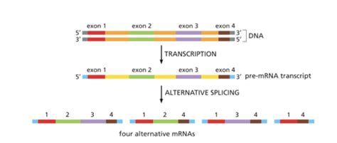 RNA Synthesis And Processing Flashcards Quizlet