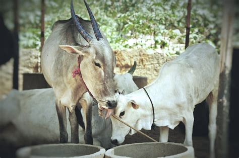 Goshala In Bangalore : Bangalore's #1 Goshala along with temple.