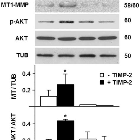 Downregulation Of MT1 MMP Blocks TIMP 2 Activation Of AKT In MT1 MMP