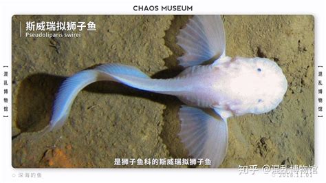 有哪些比较奇怪的深海生物？ 知乎