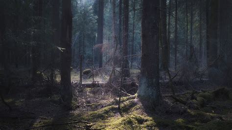 Light And Shadows In The Forest March Valery Vozhdaev Flickr