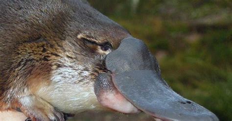 Push To List Platypus Vulnerable Species The Canberra Times