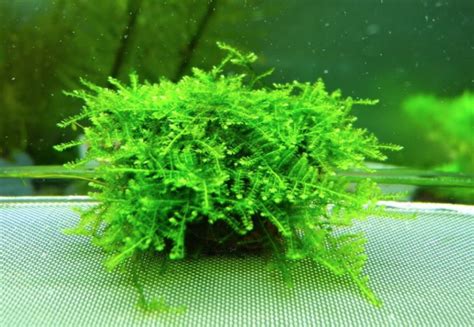 Java Moss Taxiphyllum Barbieri Aquarium Plants Factory Off