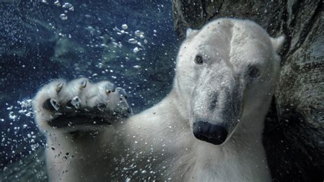 Polar Packages - Wilder Institute/Calgary Zoo