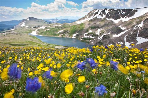 Wildflowers In Alpine Habitat Of The Beartooth Mountains Yellowstone