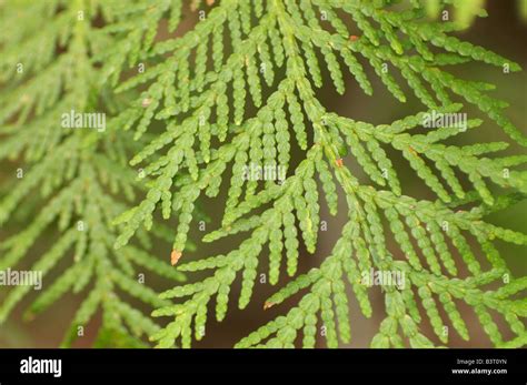 White Cedar leaves Stock Photo - Alamy