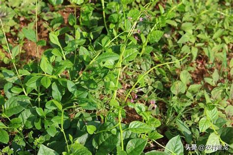 農村有種野菜，以前不知道怎麼吃，如今卻成為美食，農民爭相種植 每日頭條