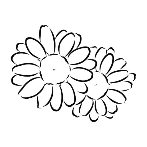 Premium Vector Daisy Flower Line Art Drawing Vector Hand Drawn