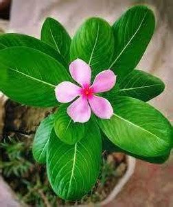 Arshiayat Hybrid Vinca Nayantara Flower Seed Price In India Buy