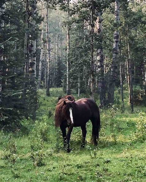 Visit: Wild Horses of Alberta Society - This Big Adventure