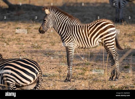 Plains Zebra Of The Subspecies Crawshay S Zebra Equus Quagga Crawshayi