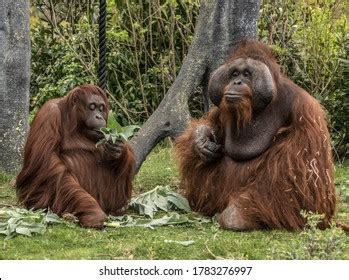 Animals Zoo Orangutan Family Stock Photo 1783276997 | Shutterstock