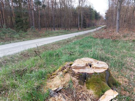 Nasze Lasy on Twitter Nowa droga leśna to zawsze zwiastun wycinki