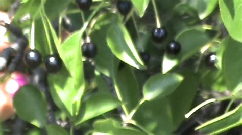🌳🍒 Вишня магалебка (антипка) 🌿🍇 - YouTube