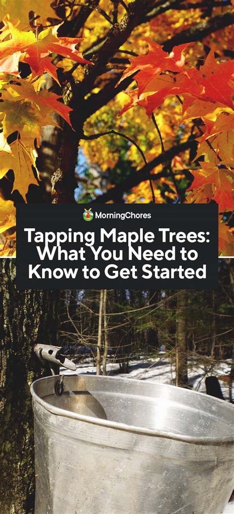 Tapping Maple Trees: What You Need to Know to Get Started