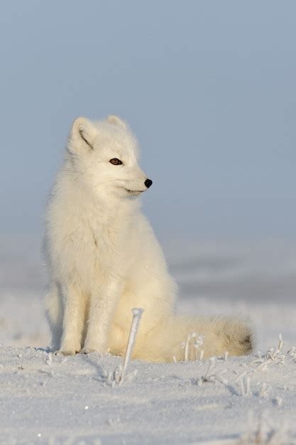 Premium Photo Wild Arctic Fox Vulpes Lagopus In Tundra In Winter