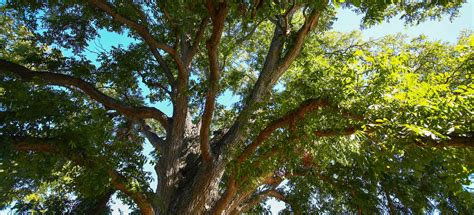Parks & Recreation | Pflugerville, TX - Official Website