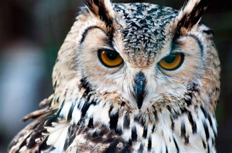 Owls In Massachusetts Must See Species In Your Backyard