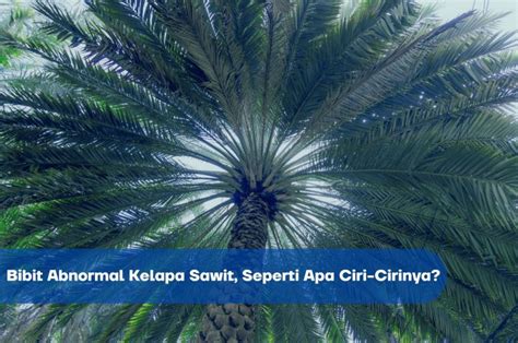 Bibit Kelapa Sawit