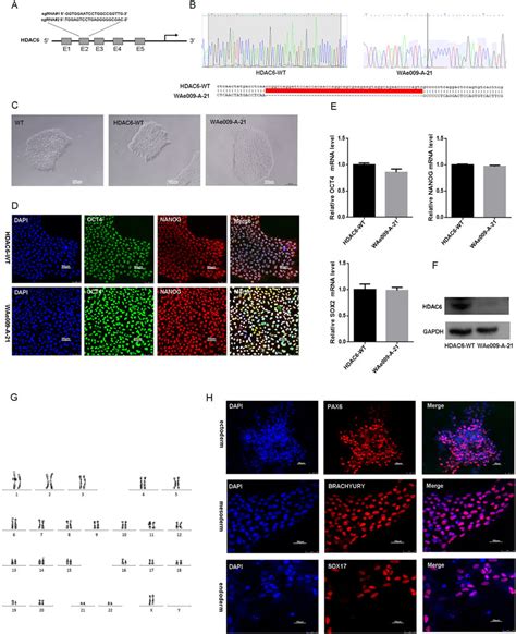 Generation And Characterization Of The Hdac Knock Out Cell Line