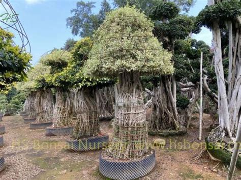 Colorful Design For Ficus Aerial Multi Root Bonsai Supplier Manufacturer