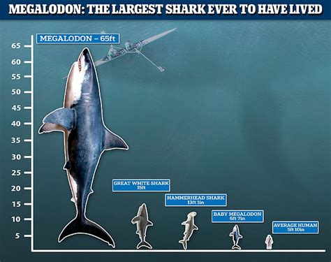 Mysterious Megalodon Like Creature Detected In Atlantic Was Actually