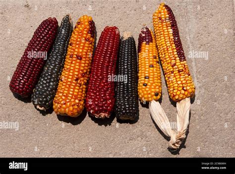 Multi Color Dried Corn Agriculture Product From Guatemala Zea Mays