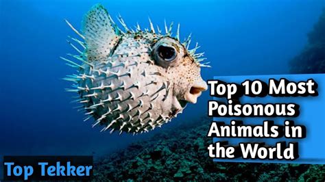 Top 10 Most Poisonous Animals In The World Youtube