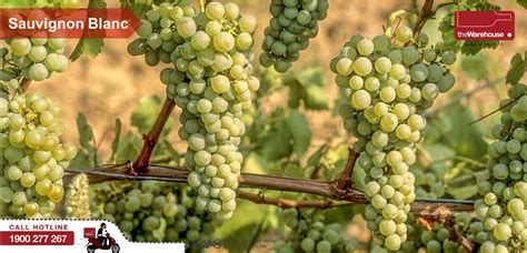 Top 10 Popular White Wine Grape Varieties In The World