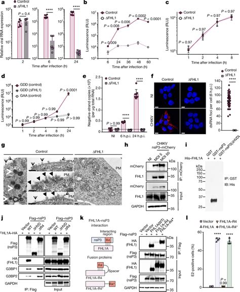 Fhl Interacts With Chikv Nsp And Is Required For Chikv Rna