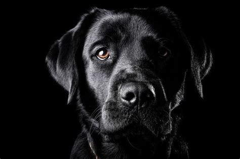 50 Names for Black Lab Male Dogs