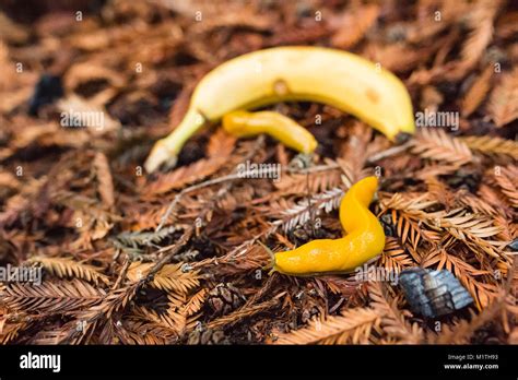 Banana Slug Hi Res Stock Photography And Images Alamy