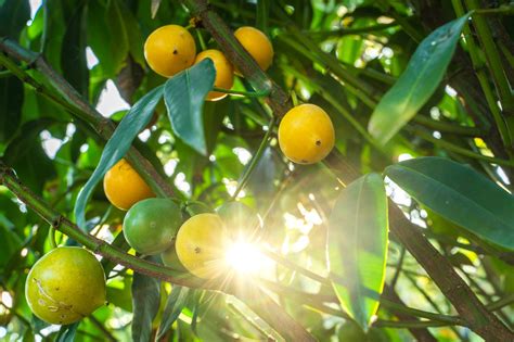 Tropical Fruits | Naples Botanical Garden