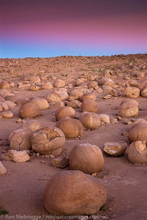 The Pumpkin Patch Anza Borrego Desert State Park California