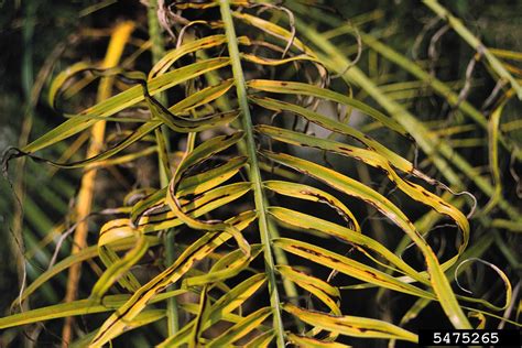 Date Palm Diseases