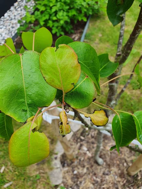 Svedda Blad P P Ron For Fritidsodlingens Riksorganisation