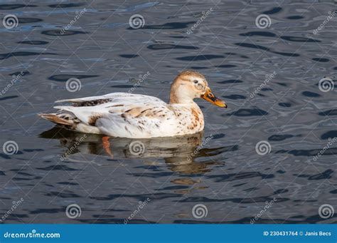 Two Leucistic Albino Female Mallard Ducks In The Flock Of Usual Mallard