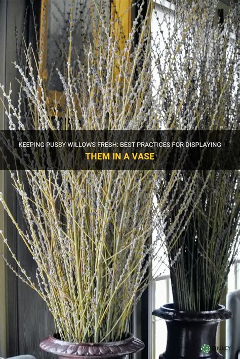 Keeping Pussy Willows Fresh Best Practices For Displaying Them In A Vase ShunCy