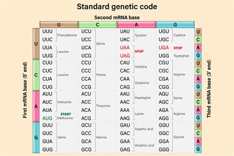 Ilustración De Código Genético Las Tres Bases De Un Codón De Arnm