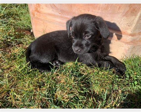 Perugia REGALO CUCCIOLI METICCI Regalo Cuccioli Cani Perugia Vai