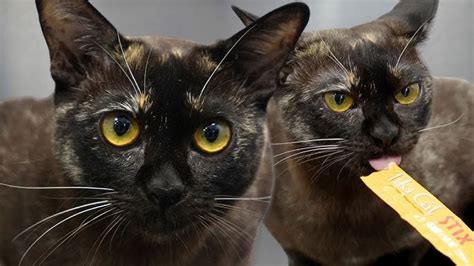 12 Cat Breeds That Don't Shed or Shed Very Little